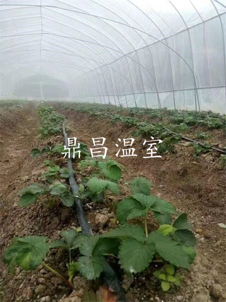 龍泉草莓基地