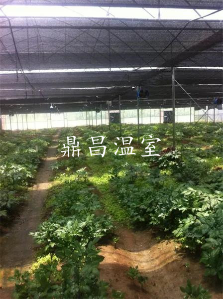 內(nèi)遮陽薄膜溫室