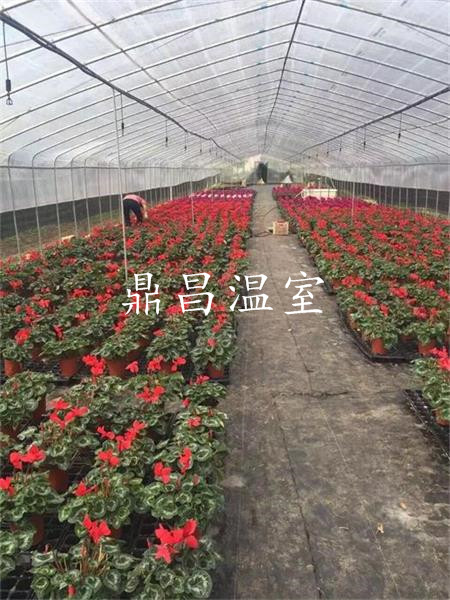 單體花卉大棚