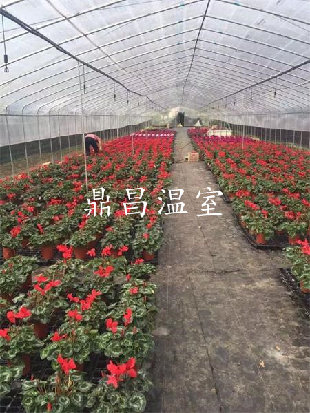 育苗溫室大棚3