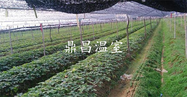 花卉種苗